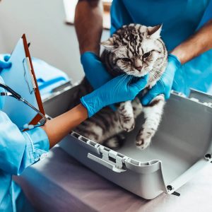 Formazione lavoratori - Parte specifica per il rischio basso - Settore veterinario